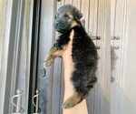 Puppy Light Green German Shepherd Dog