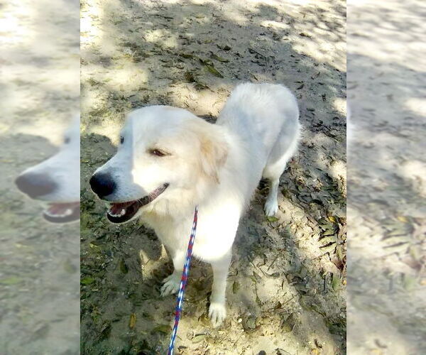 Medium Photo #8 Great Pyrenees Puppy For Sale in Spring, TX, USA