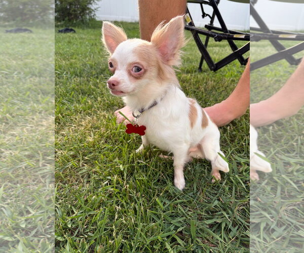 Medium Photo #1 Chihuahua-Unknown Mix Puppy For Sale in Grafton, WI, USA