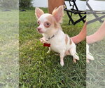 Small Chihuahua Mix