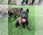 Small Photo #15 Belgian Malinois Puppy For Sale in CHANDLER, AZ, USA
