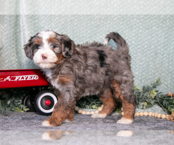 Medium Photo #1 Bernedoodle (Miniature) Puppy For Sale in APPLE CREEK, OH, USA