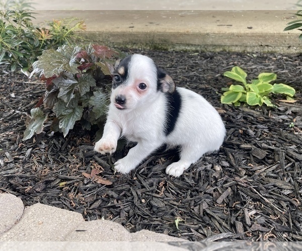 Medium Photo #3 Chorkie Puppy For Sale in MORRIS CHAPEL, TN, USA