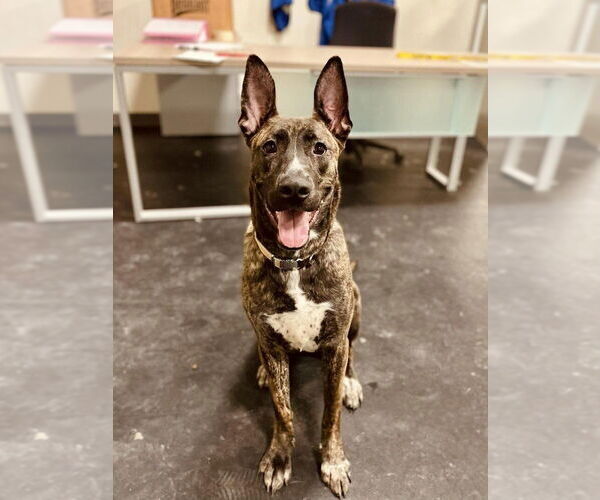 Medium Photo #8 American Pit Bull Terrier-German Shepherd Dog Mix Puppy For Sale in Utica, NY, USA