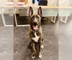 Small #7 American Pit Bull Terrier-German Shepherd Dog Mix