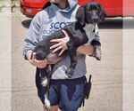 Small #1 Border Collie Mix