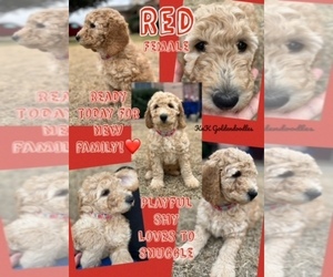 Goldendoodle Puppy for sale in BURLESON, TX, USA