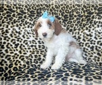 Small #7 Cavapoo