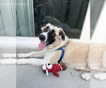 Small Anatolian Shepherd-Australian Shepherd Mix