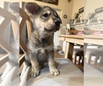 Small #4 German Shepherd Dog-Wolf Hybrid Mix