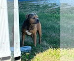 Small #10 American Staffordshire Terrier-Boxer Mix