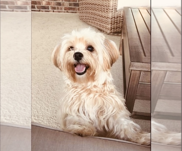 Medium Photo #1 Shorkie Tzu Puppy For Sale in PILOT MOUNTAIN, NC, USA