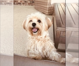 Mother of the Shorkie Tzu puppies born on 05/29/2025