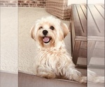Small Photo #1 Shorkie Tzu Puppy For Sale in PILOT MOUNTAIN, NC, USA