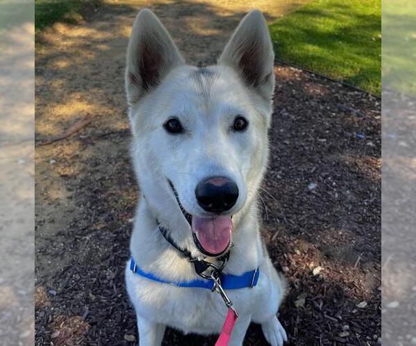 Medium Photo #1 Siberian Husky Puppy For Sale in Alameda, CA, USA