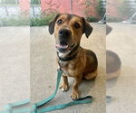 Small #1 Mutt