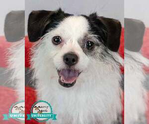 Mutt Dogs for adoption in Kennesaw, GA, USA
