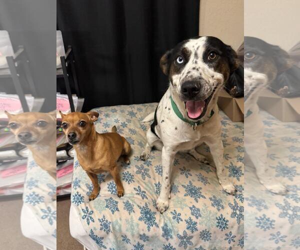 Medium Photo #2 Aussiedor Puppy For Sale in Wakefield, RI, USA