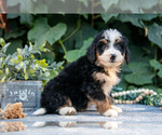 Small #2 Bernedoodle (Miniature)