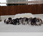 Small Photo #66 Pembroke Welsh Corgi Puppy For Sale in SOULSBYVILLE, CA, USA