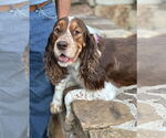 Small English Springer Spaniel Mix