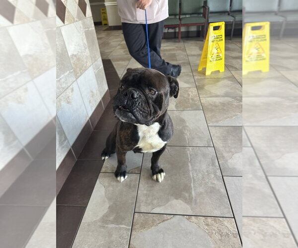 Medium Photo #4 Bullmastiff Puppy For Sale in Oak Bluffs, MA, USA