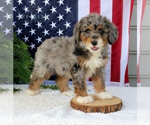 Bernedoodle (Miniature) Puppy for Sale in NARVON, Pennsylvania USA