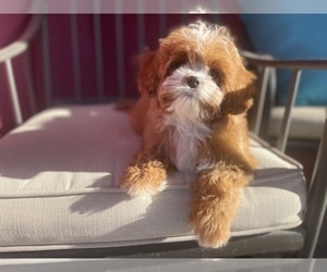 Cavapoo Puppy for sale in HESPERIA, CA, USA