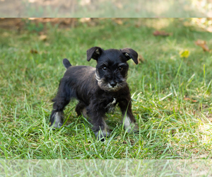 Schnauzer (Miniature) Puppy for sale in NAPPANEE, IN, USA