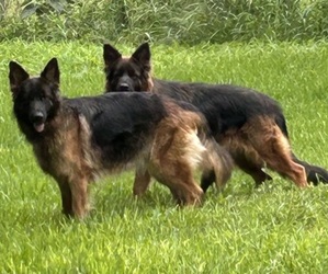 Mother of the German Shepherd Dog puppies born on 07/04/2025