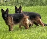 Small Photo #1 German Shepherd Dog Puppy For Sale in PAHOKEE, FL, USA