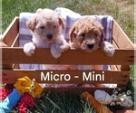 Small Photo #13 Goldendoodle-Poodle (Miniature) Mix Puppy For Sale in NORTH LIBERTY, IN, USA