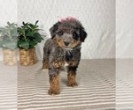 Small Bernedoodle (Miniature)