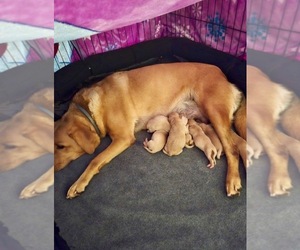 Mother of the Labrador Retriever puppies born on 11/09/2025