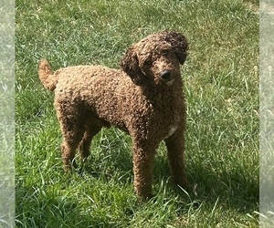 Father of the Goldendoodle (Miniature) puppies born on 04/27/2025