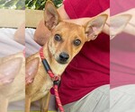 Small #1 Chihuahua