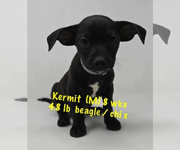 Medium Photo #2 Beagle-Chihuahua Mix Puppy For Sale in pomfret, CT, USA
