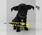 Small #1 Beagle-Chihuahua Mix