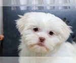 Small Photo #4 Zuchon Puppy For Sale in MARIETTA, GA, USA