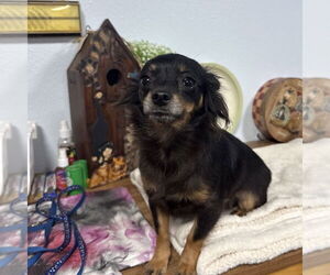 Chihuahua-Unknown Mix Dogs for adoption in Chico, CA, USA