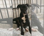 Small #2 Labrador Retriever Mix