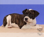 Small #2 American Pit Bull Terrier