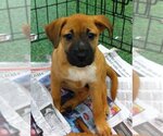 Small #3 Mutt