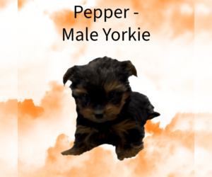 Yorkshire Terrier Puppy for sale in AZLE, TX, USA