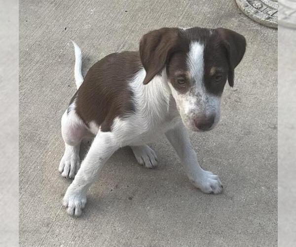 Medium Photo #1 Mutt Puppy For Sale in San Antonio, TX, USA