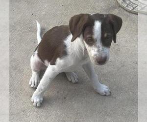 Mutt Dogs for adoption in San Antonio, TX, USA
