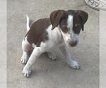 Small Mutt