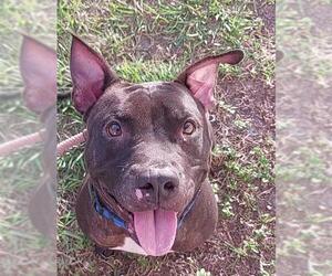 American Staffordshire Terrier Dogs for adoption in Fort Lauderdale, FL, USA