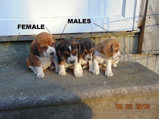 Beagle Puppy for sale in LIBERTY, KY, USA