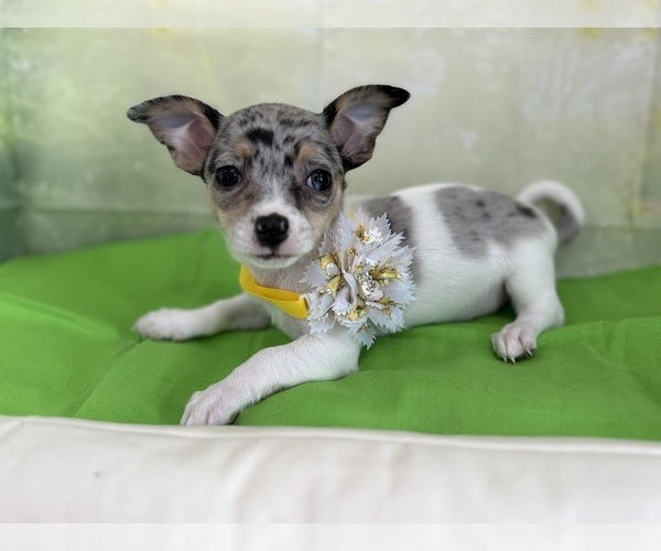 Medium Photo #1 Chihuahua Puppy For Sale in CENTER HILL, FL, USA
